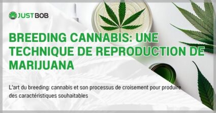 Breeding cannabis: une technique de reproduction de marijuana