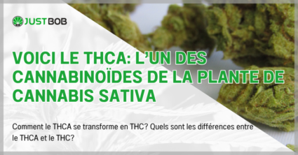 Voici le THCA: l'un des cannabinoïdes de la plante de cannabis sativa