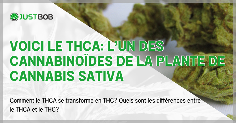 Voici le THCA: l'un des cannabinoïdes de la plante de cannabis sativa
