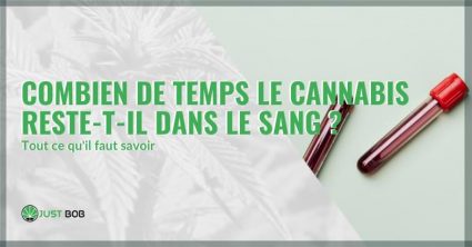 Combien de temps le cannabis reste-t-il dans le sang ? | Justbob