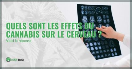 effet du cannabis sur le cerveau | Justbob