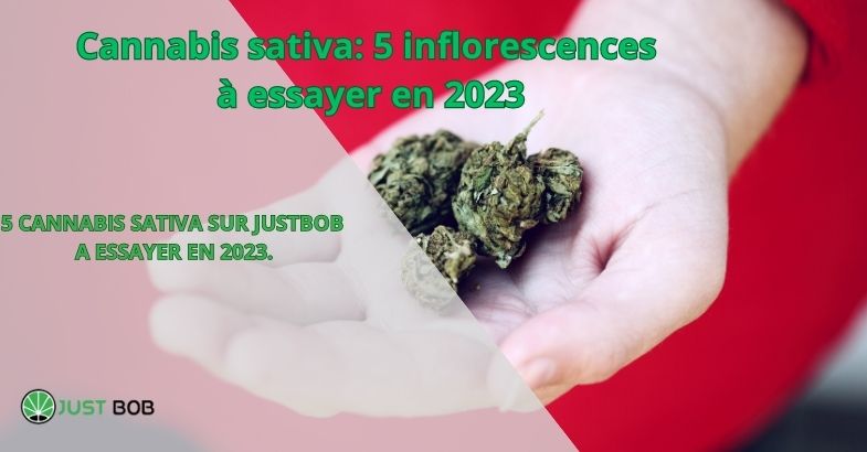 Cannabis sativa: 5 inflorescences à essayer en 2023