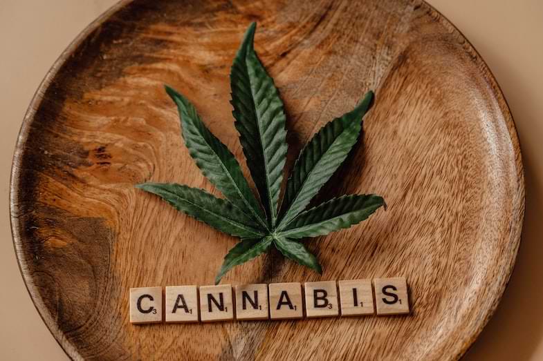 cannabis leaves | justbob