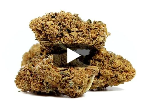 cbd-france-amnesia-cbd-boost