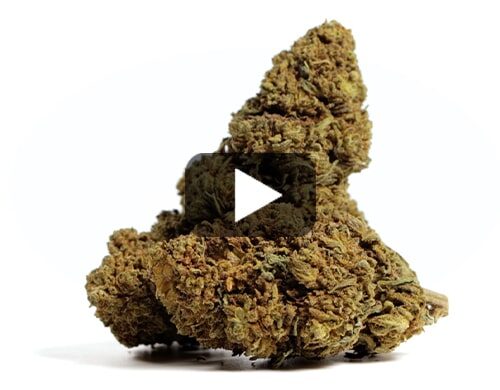 cbd-france-mango-cbd-boost