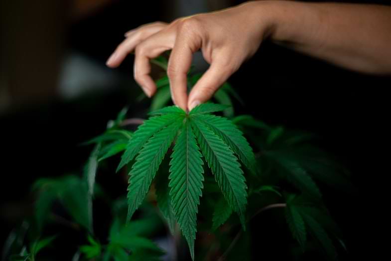 cannabis leaves | justbob