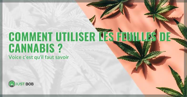 cannabis feuilles | Justbob