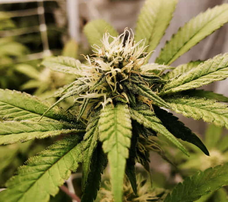 Plante de cannabis remplie de bdourgeons | Justbob