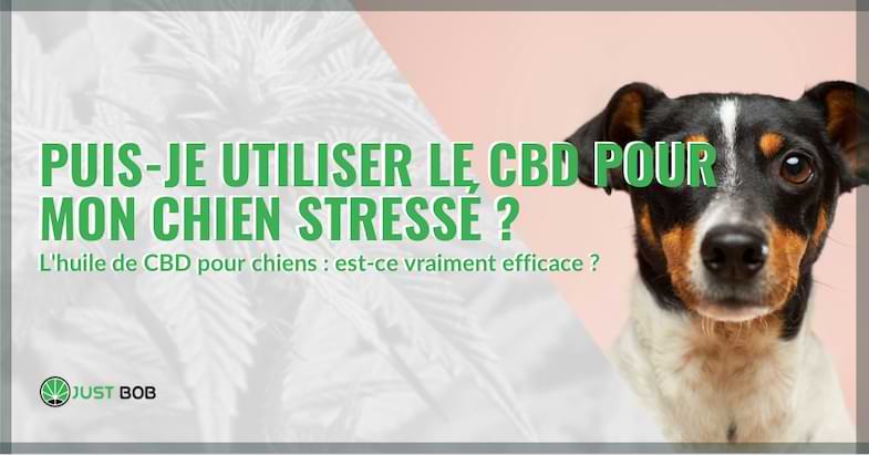 bannière sur les bienfaits de l'huile de cbd pour les chiens