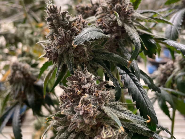 Plante de marijuana | Justbob