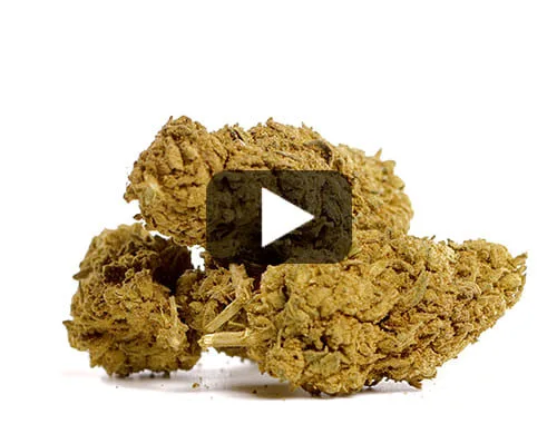 Fleurs de CBD avec haute teneur en pour usage légal