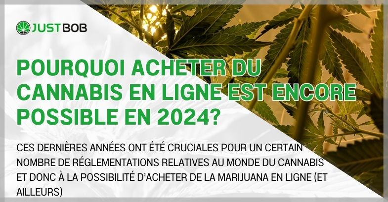 Pourquoi acheter du cannabis en ligne est encore possible en 2024?