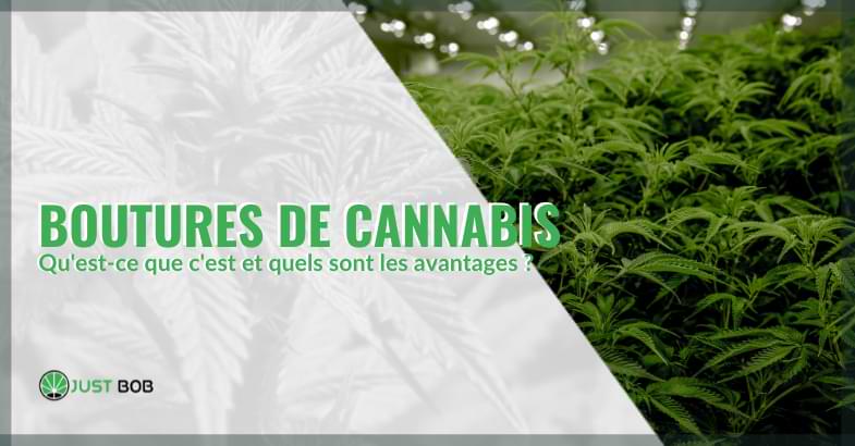 bouture cannabis | Justbob