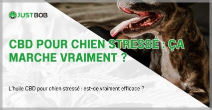 CBD pour chien stressé : ça marche vraiment ?