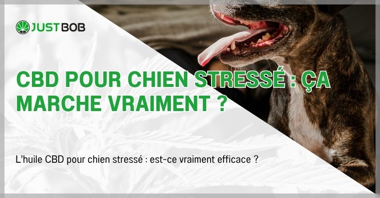CBD pour chien stressé : ça marche vraiment ?