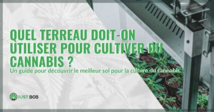 quel terreau pour cannabis | Justbob