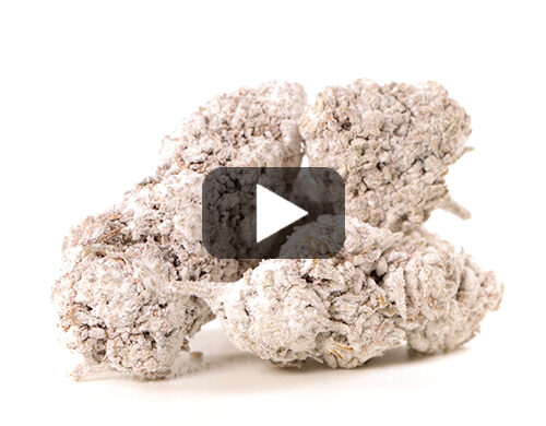 aperçu-vidéo-og-super-boost-fleur-de-cbd