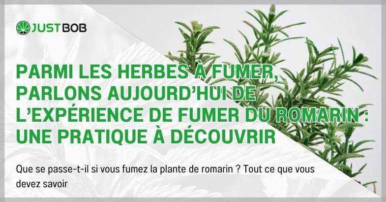 expérience de fumer du romarin