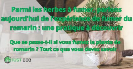 Parmi les herbes à fumer, parlons aujourd'hui de l'expérience de fumer du romarin