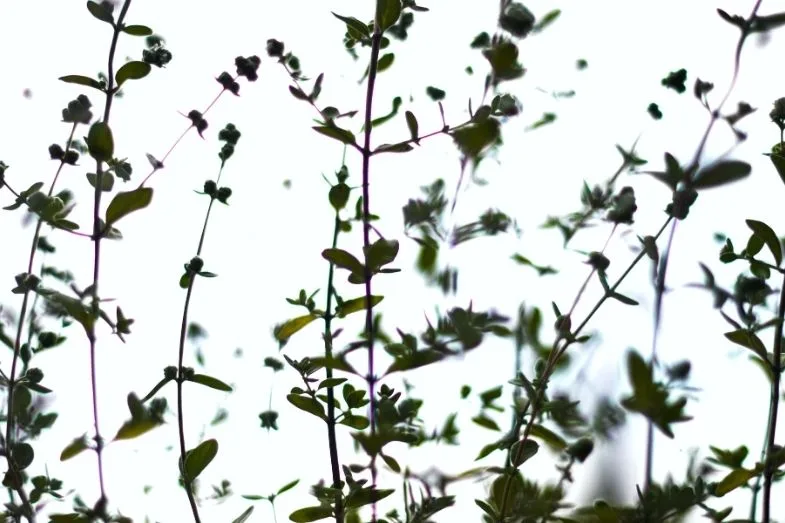 origan-fumer De l'origan pour remplacer l’herbe ?