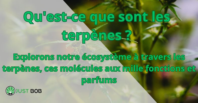 Qu'est-ce que sont les terpènes ?