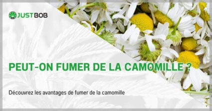 Peut-on fumer de la camomille ?