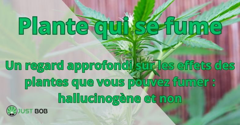 Plante qui se fume