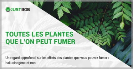 Toutes les plantes que l'on peut fumer