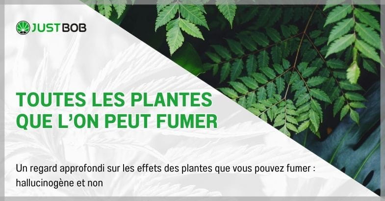 Toutes les plantes que l'on peut fumer