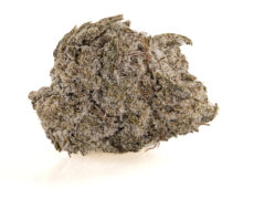 Gros plan d'une fleur de CBD recouverte de trichomes scintillants