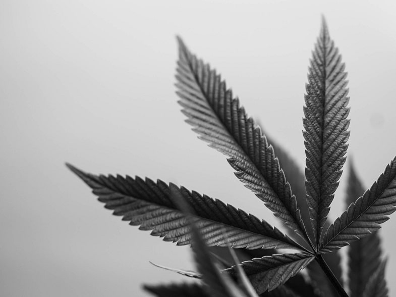 Les plantes de cannabis noir