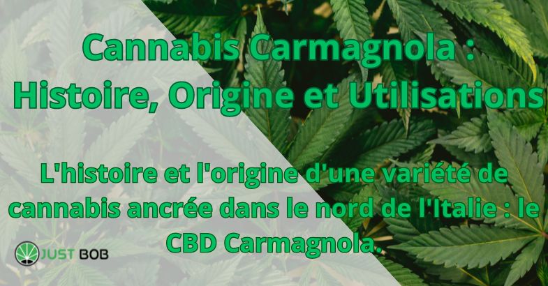 Cannabis Carmagnola : Histoire, Origine et Utilisations