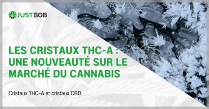 Les cristaux THC-A : une nouveauté sur le marché du cannabis