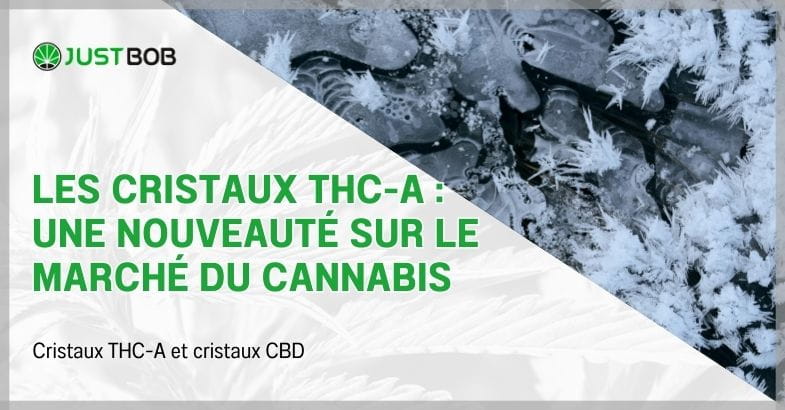 Les cristaux THC-A : une nouveauté sur le marché du cannabis