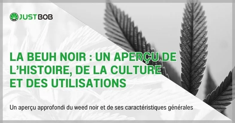 la-beuh-noir La beuh noir : un aperçu de l'histoire, de la culture et des utilisations