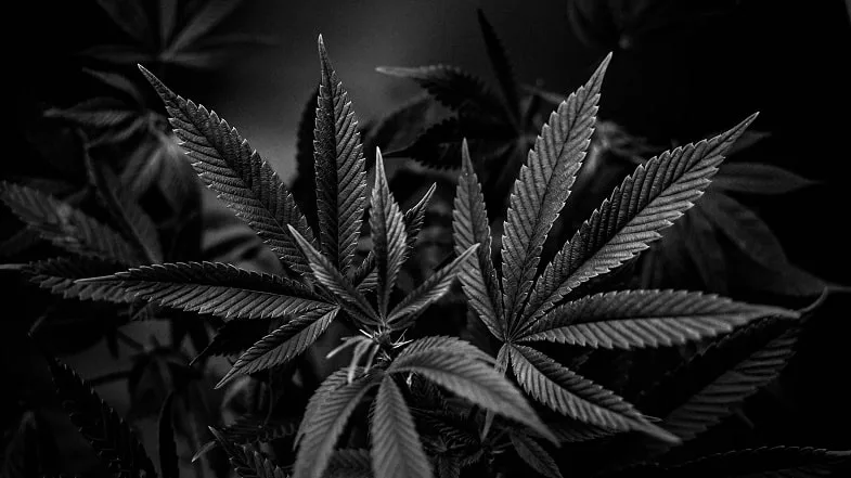 la-beuh-noir Le weed noir ou beuh noir