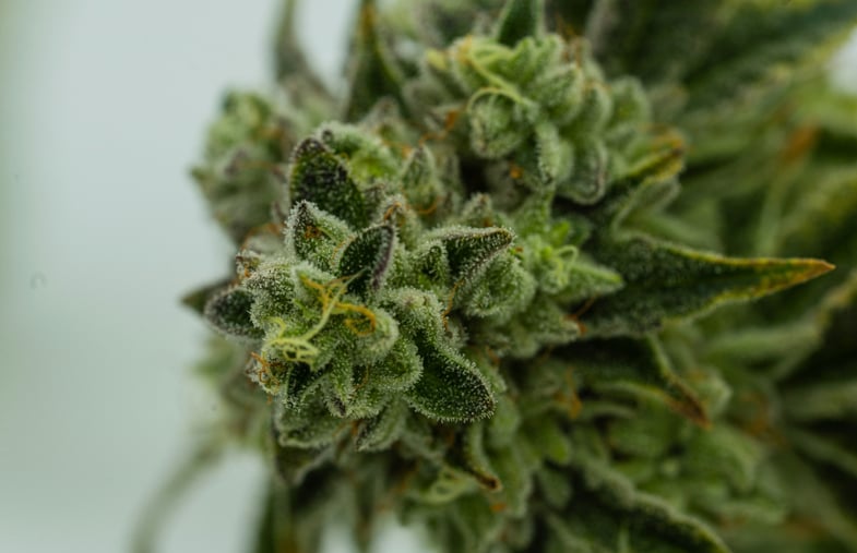 Fleur de cannabis vue de près | Justbob