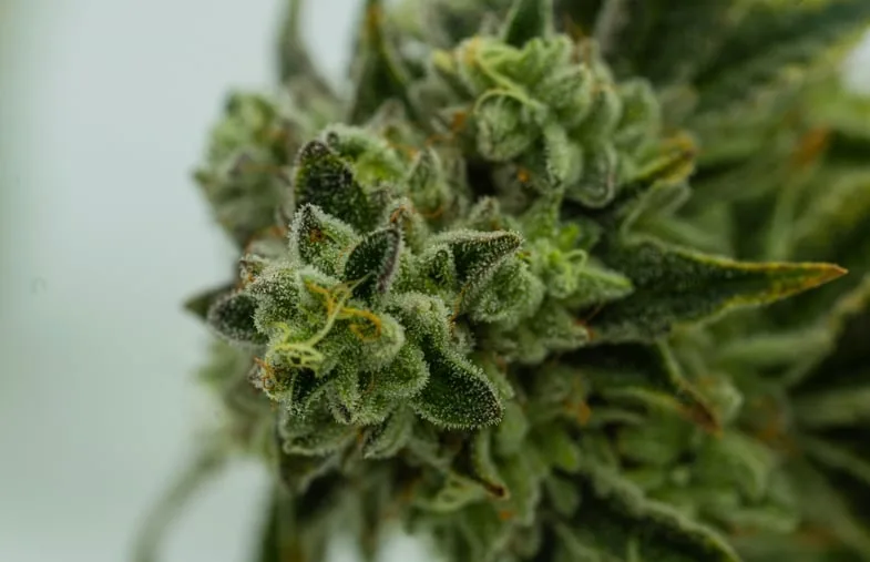 fleur-cbd un bourgeons de CBD