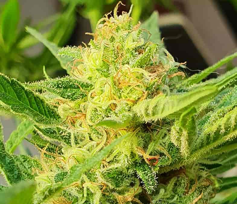 Trichomes sur une fleur de cannabis | Justbob