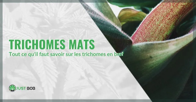 trichome-mats Trichome mats | Justbob