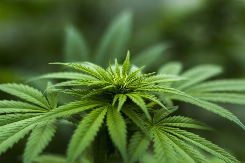Feuilles de cannabis sativa | Justbob
