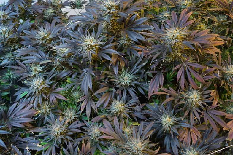 Plante de cannabis indica | Justbob