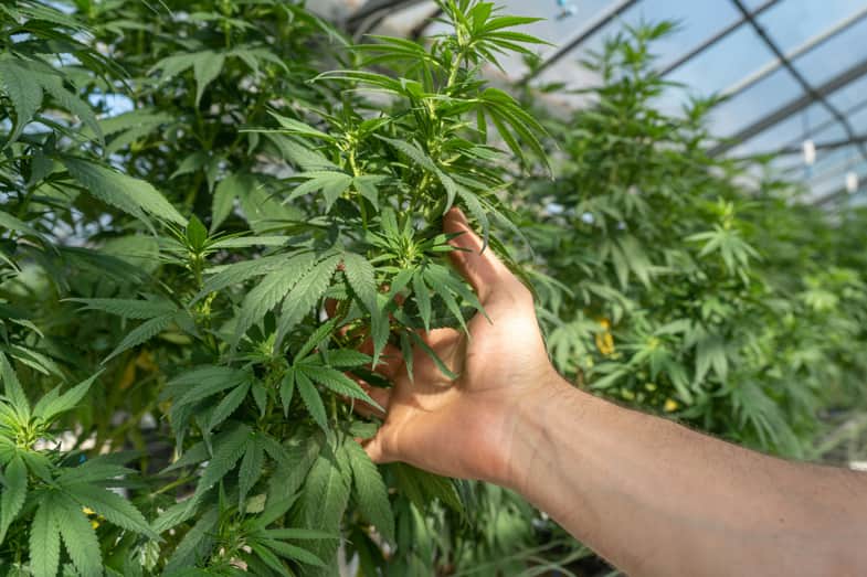 Plante de cannabis légale | Justbob