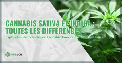 Sativa vs. Indica : différence | Justbob