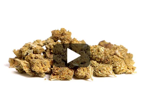 Aperçu vidéo des Fleurs CBD Alpine CBG Small Budsde Canapa Light avec des nuances de vert et de marron