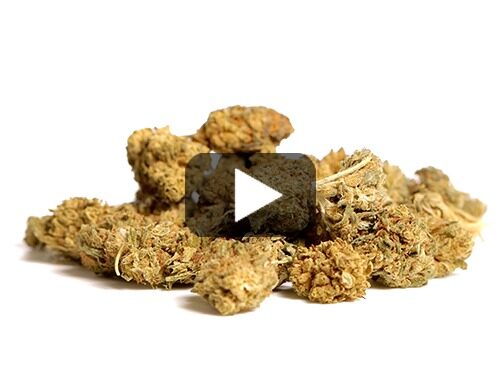 Aperçu vidéo des Fleurs CBD Blueberry Small Buds de Canapa Light avec des nuances de vert et de marron