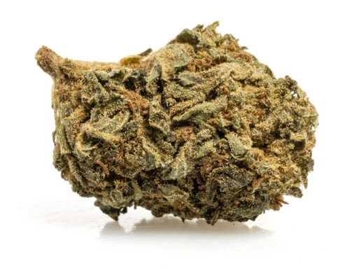 Fleur de CBD blueberry small buds