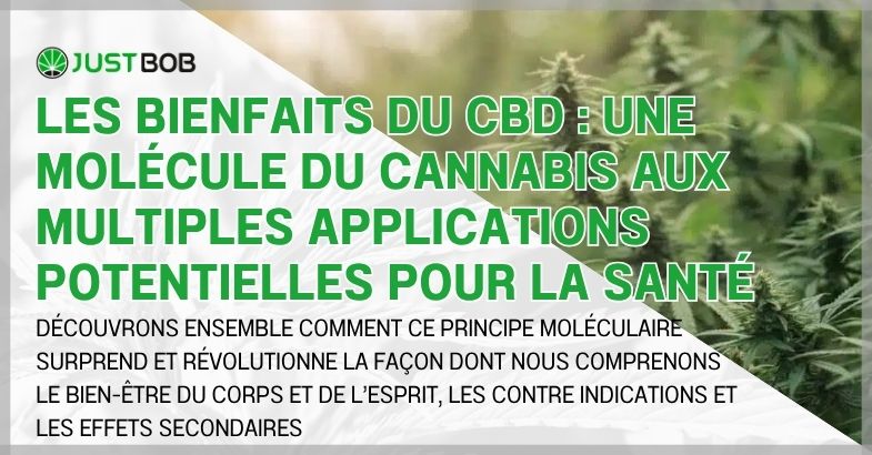 Les bienfaits du CBD : une molécule du cannabis aux multiples applications potentielles pour la santé