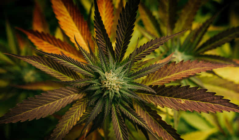 plante de cannabis vue de près | justbob