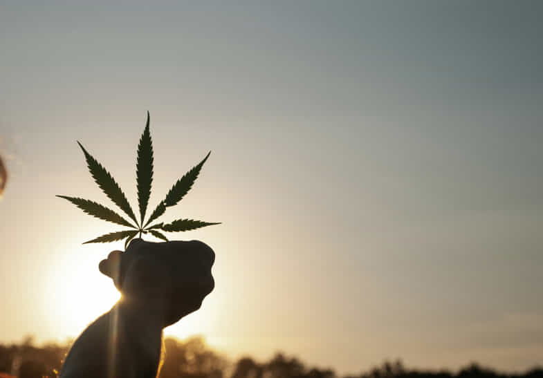 feuille de cannabis à contre-jour | justbb
